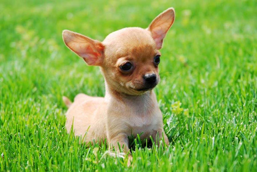 Fawn Chihuahua Puppy Sitting On Grass