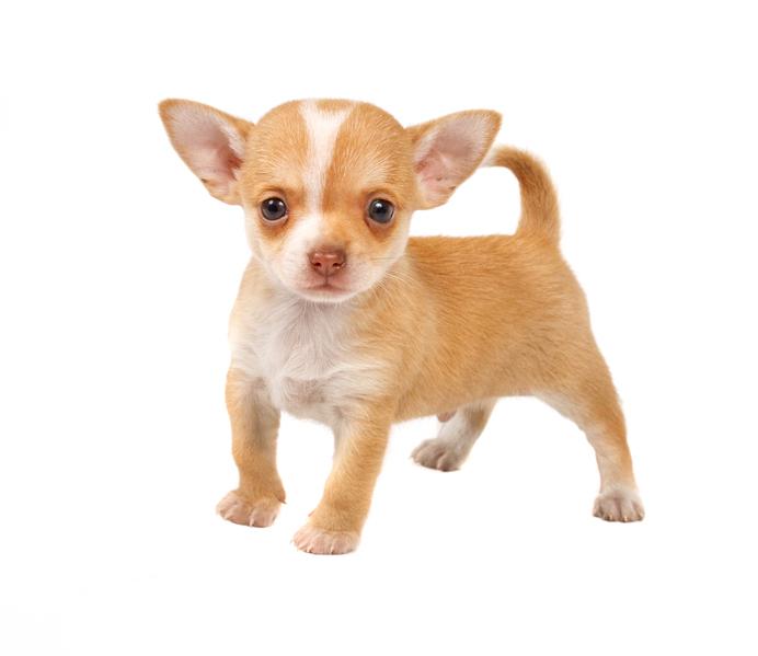 Fawn Chihuahua Puppy