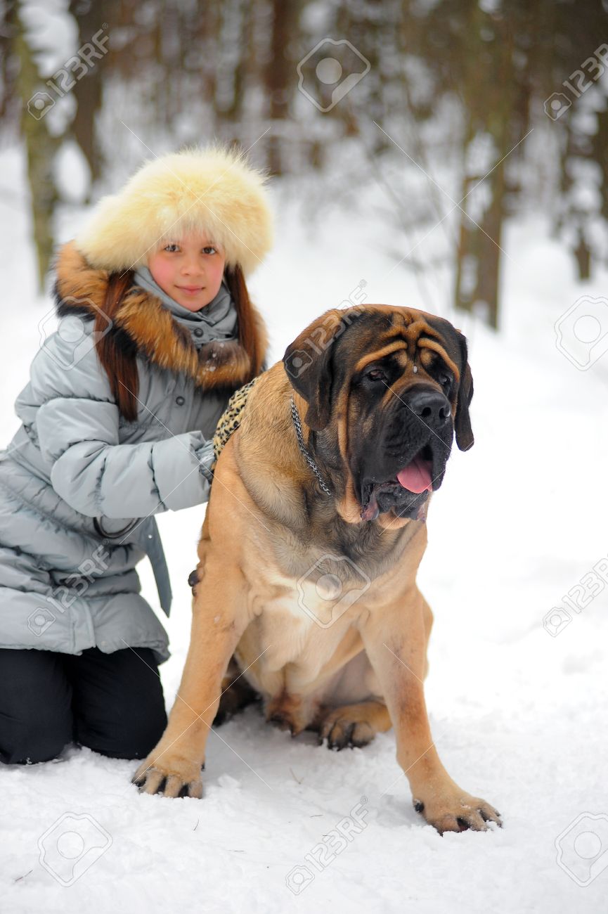 Fawn Cute English Mastiff Dog Sitting With Girl On Snow