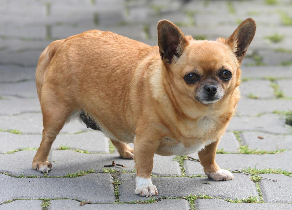 Fawn Fat Chihuahua Dog
