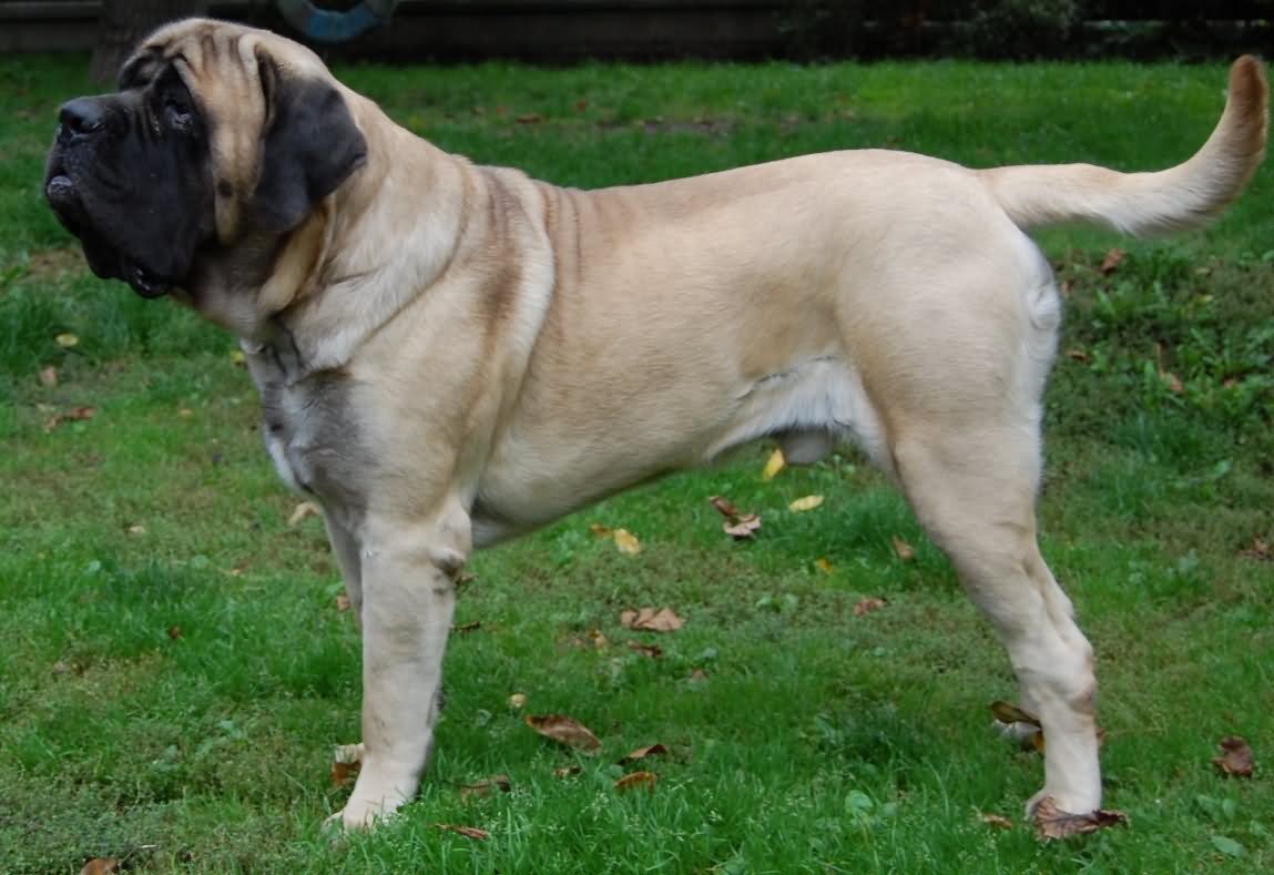 35 Most Adorable English Mastiff Dog Photos And Images
