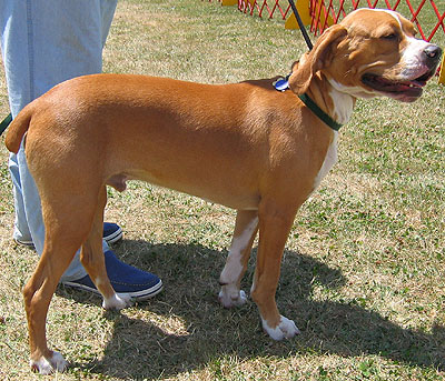 Fawn Pointer Dog Picture