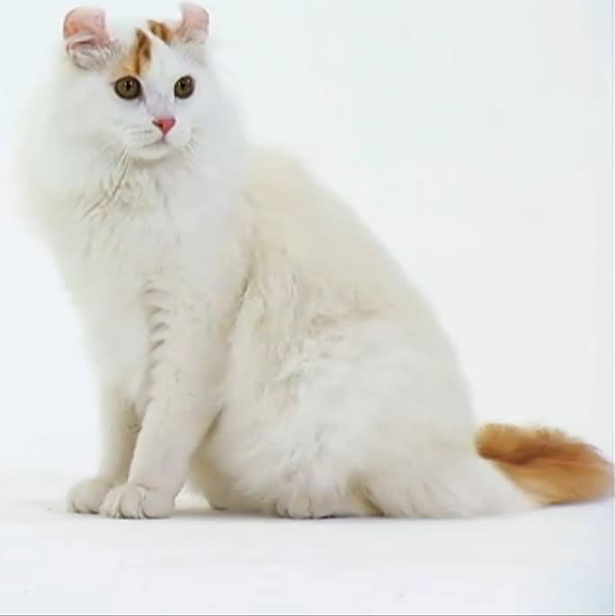Fluffy Calico American Curl Cat Sitting