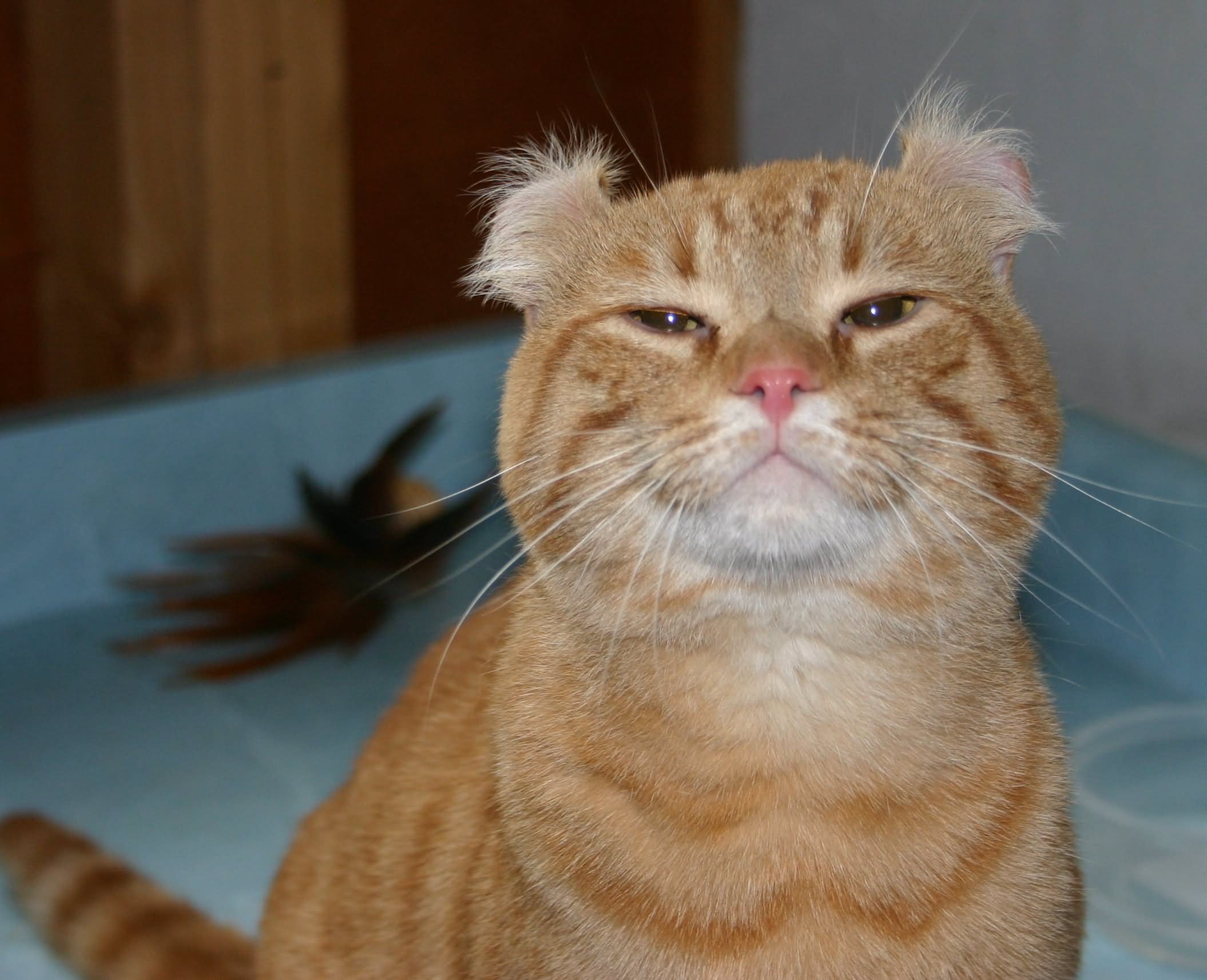 Fluffy Orange American Curl Cat Face