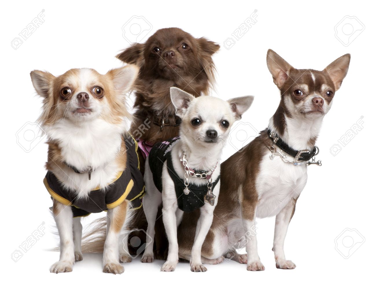 Four Chihuahua Dogs Photo