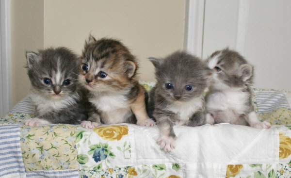 Four Cute New Born Ragamuffin Kittens