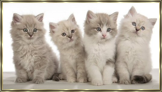 Four Cute Ragamuffin Kittens