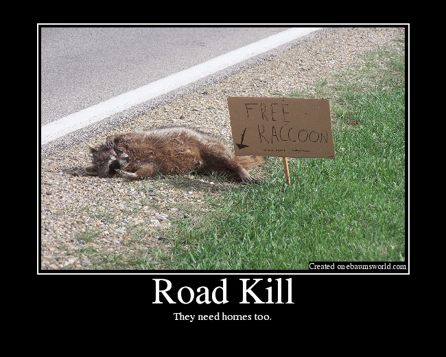 Free Raccoon Funny Road Kill Picture