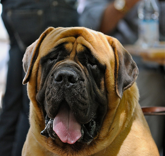 Full Grown English Mastiff Dog Face Picture