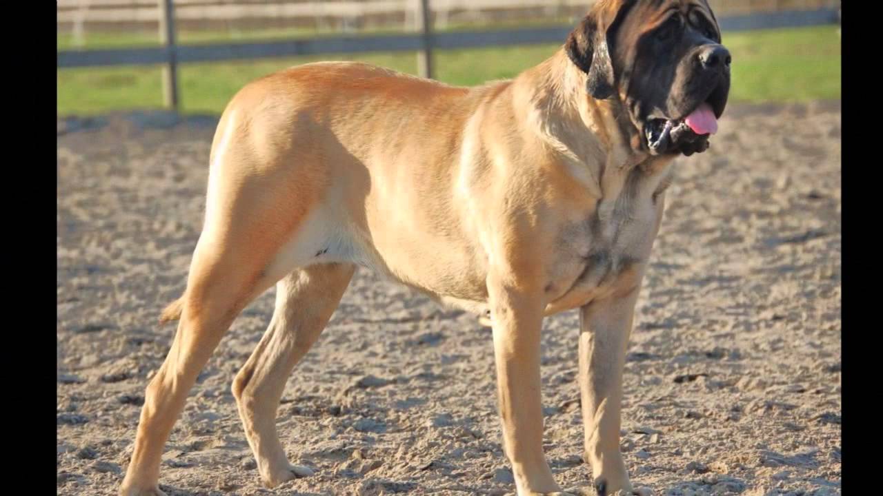 Full Grown English Mastiff Dog Picture