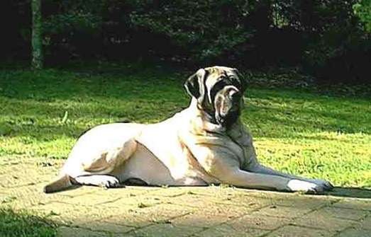 Full Grown English Mastiff Dog Sitting Photo