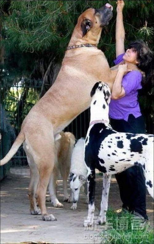 Full Grown English Mastiff Dog With Girl