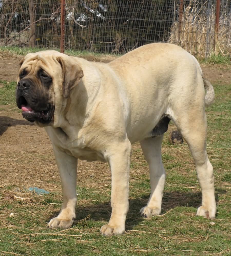 Full Grown Male English Mastiff Dog Photo