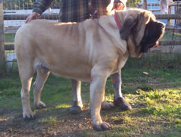 Full Grown Male English Mastiff Dog