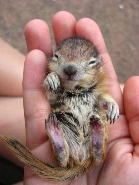 Funny Baby Chipmunk Picture