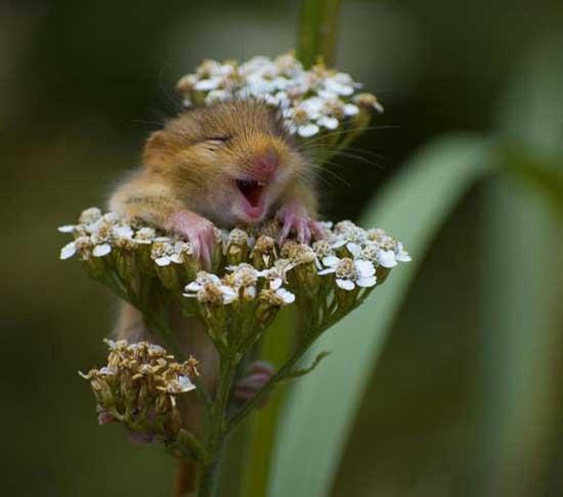 Funny Baby Chipmunk With Flower