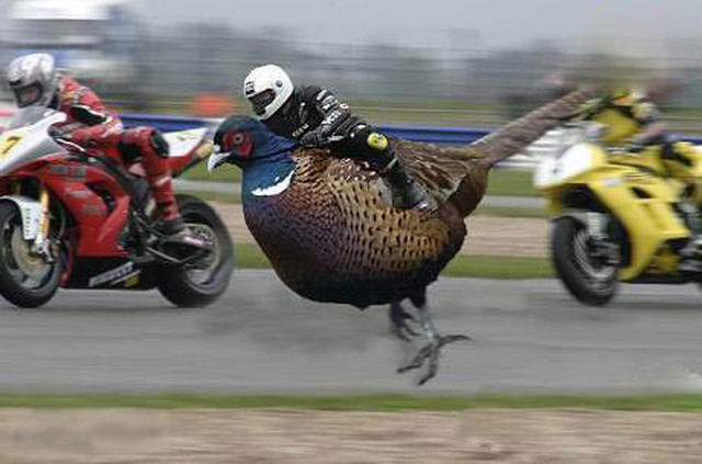 Funny Bird Riding Man Photoshop Situations Picture