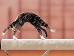 Funny Cat Doing Gymnastic Picture