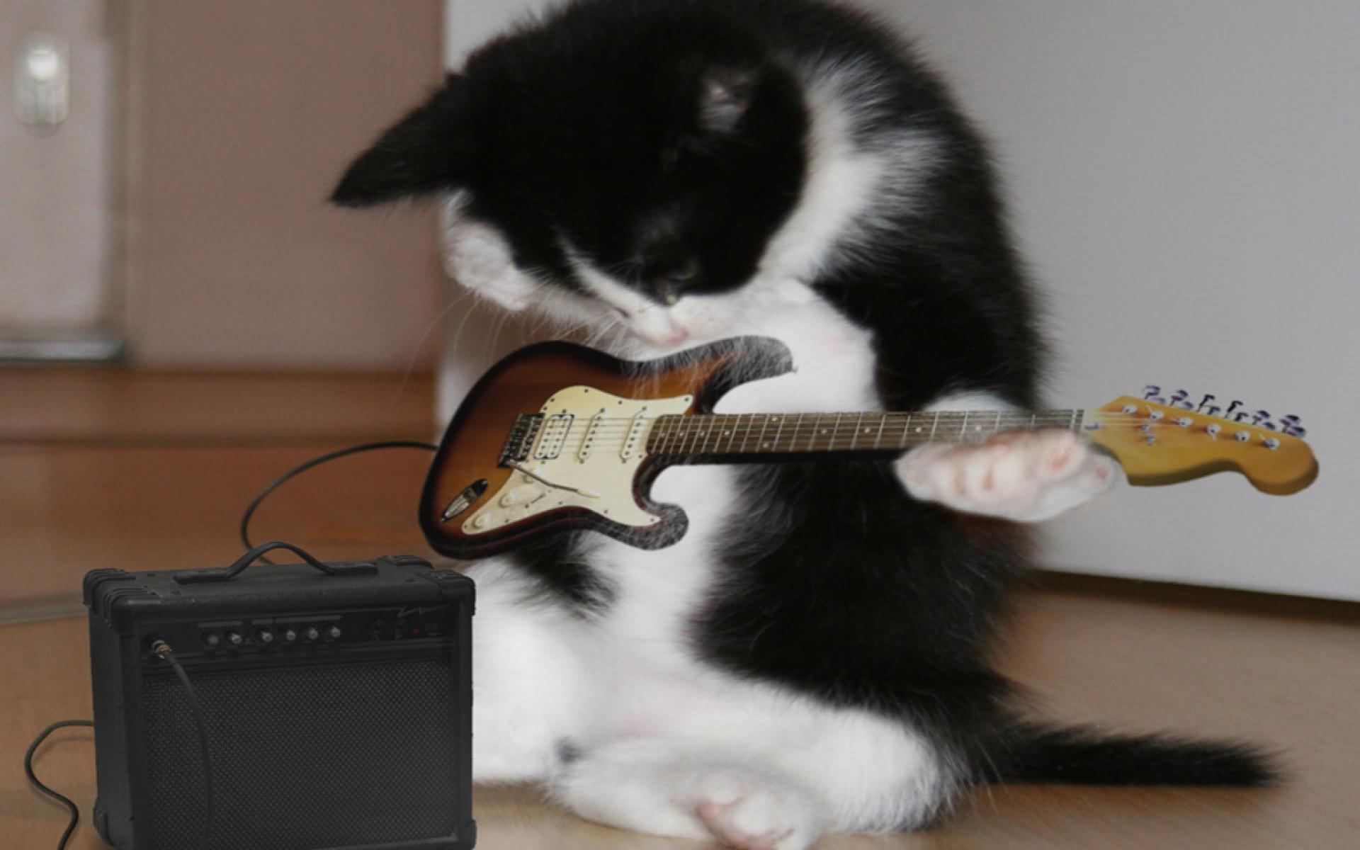 Funny Cat Musician Image
