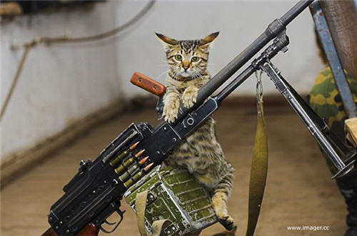 Funny Cat Terrorist With Weapons Picture