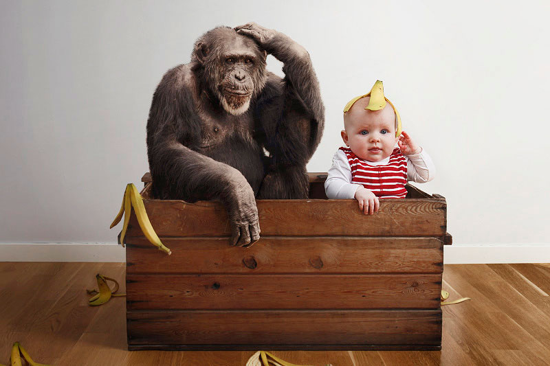 Funny Chimpanzee With Baby Situations Image