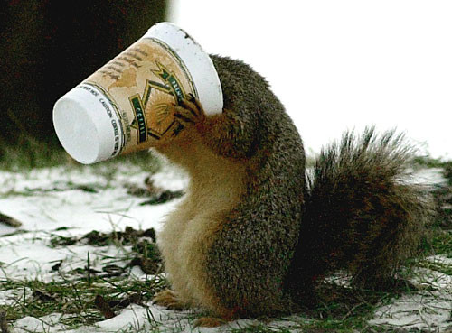 Funny Chipmunk Coffee Addict Picture
