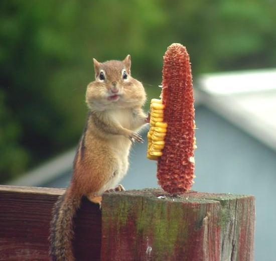Funny Chipmunk Eating Corn