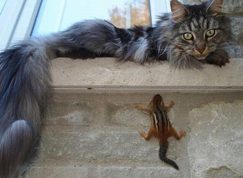 Funny Chipmunk Hiding To See Cat