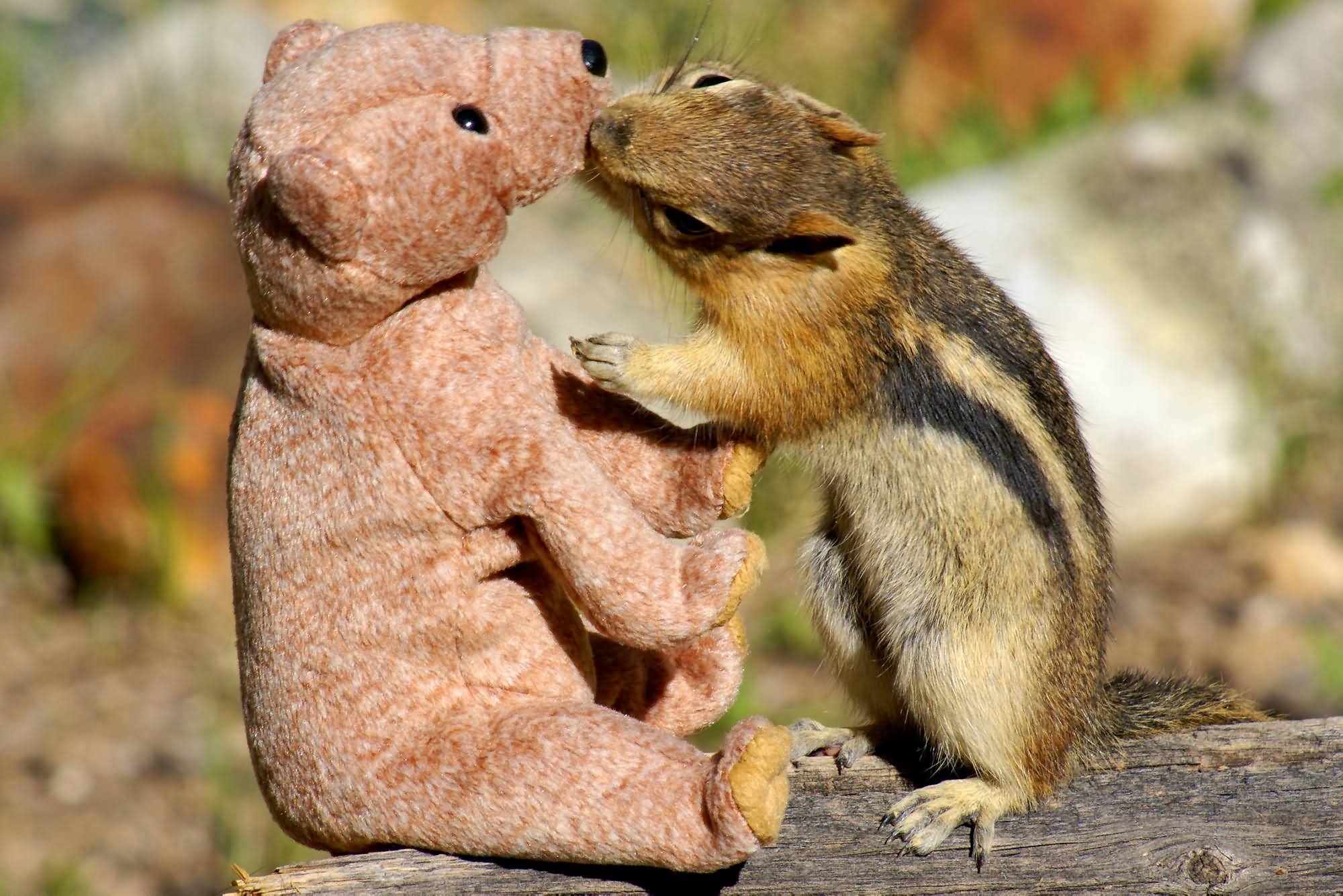 Funny Chipmunk Kissing Teddy Bear Picture