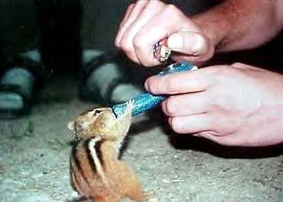 Funny Chipmunk Smoking Picture