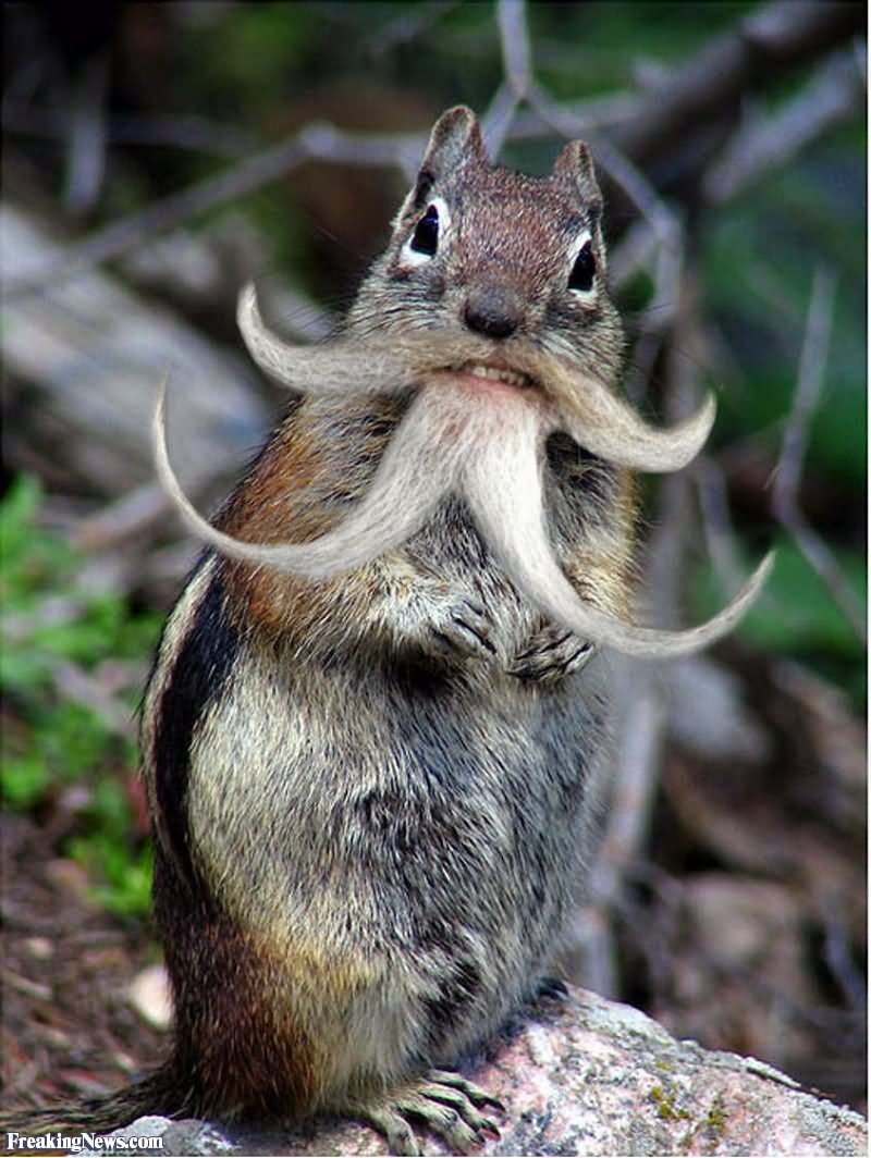 Funny Chipmunk With Beard