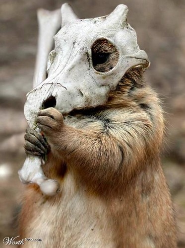 Funny Chipmunk With Mask Image