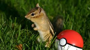Funny Chipmunk With Pokemon Ball Picture