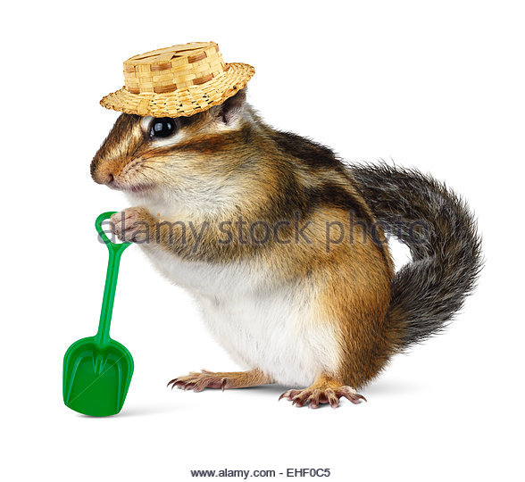 Funny Chipmunk With Straw Hat And Shovel