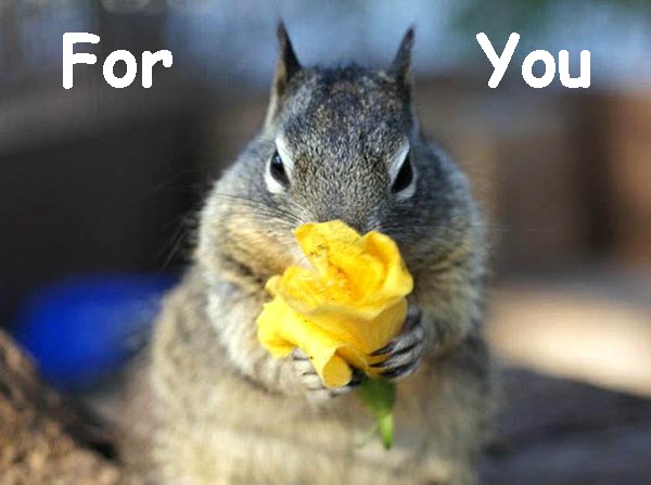 Funny Chipmunk With Yellow Flower