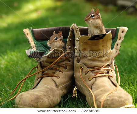 Funny Chipmunks In Shoes Image
