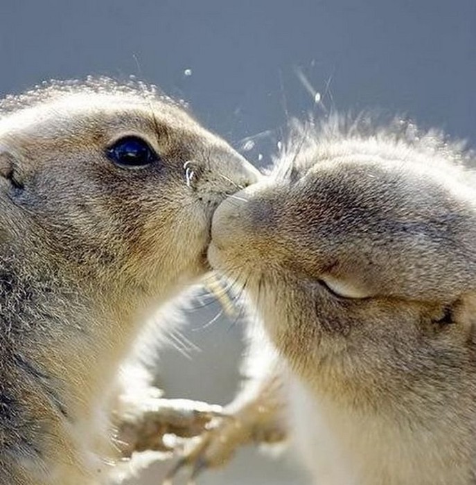 Funny Chipmunks Kissing Picture
