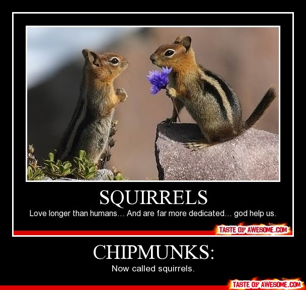 Funny Chipmunks Purposing Picture