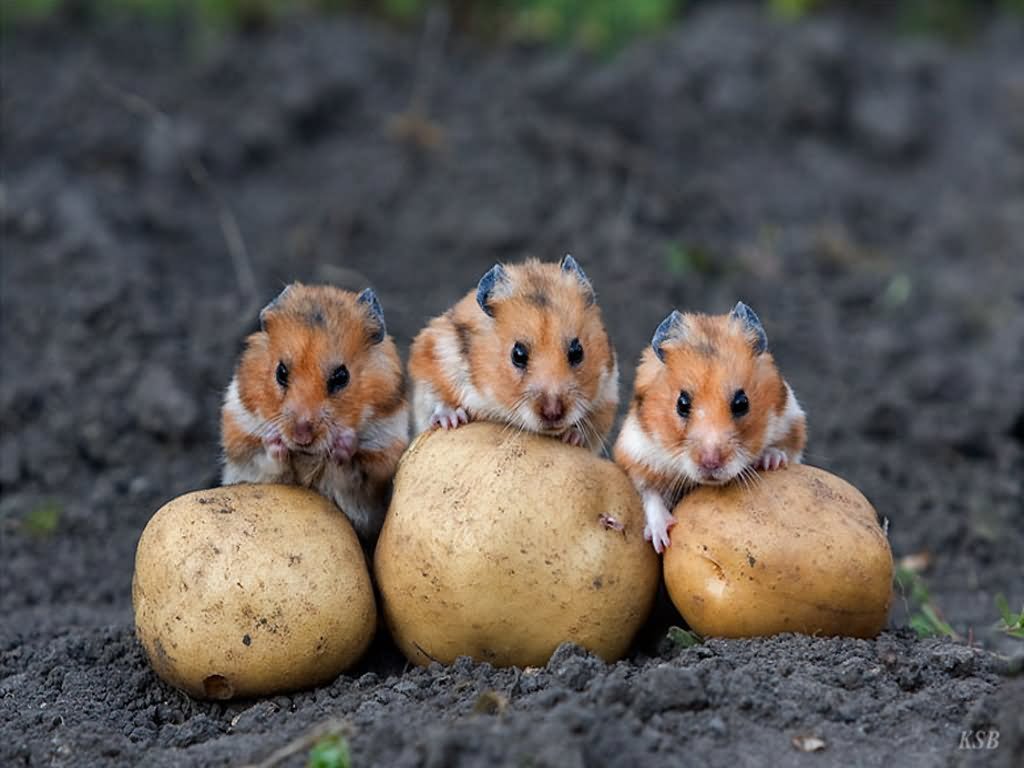 Funny Chipmunks With Potatoes Picture