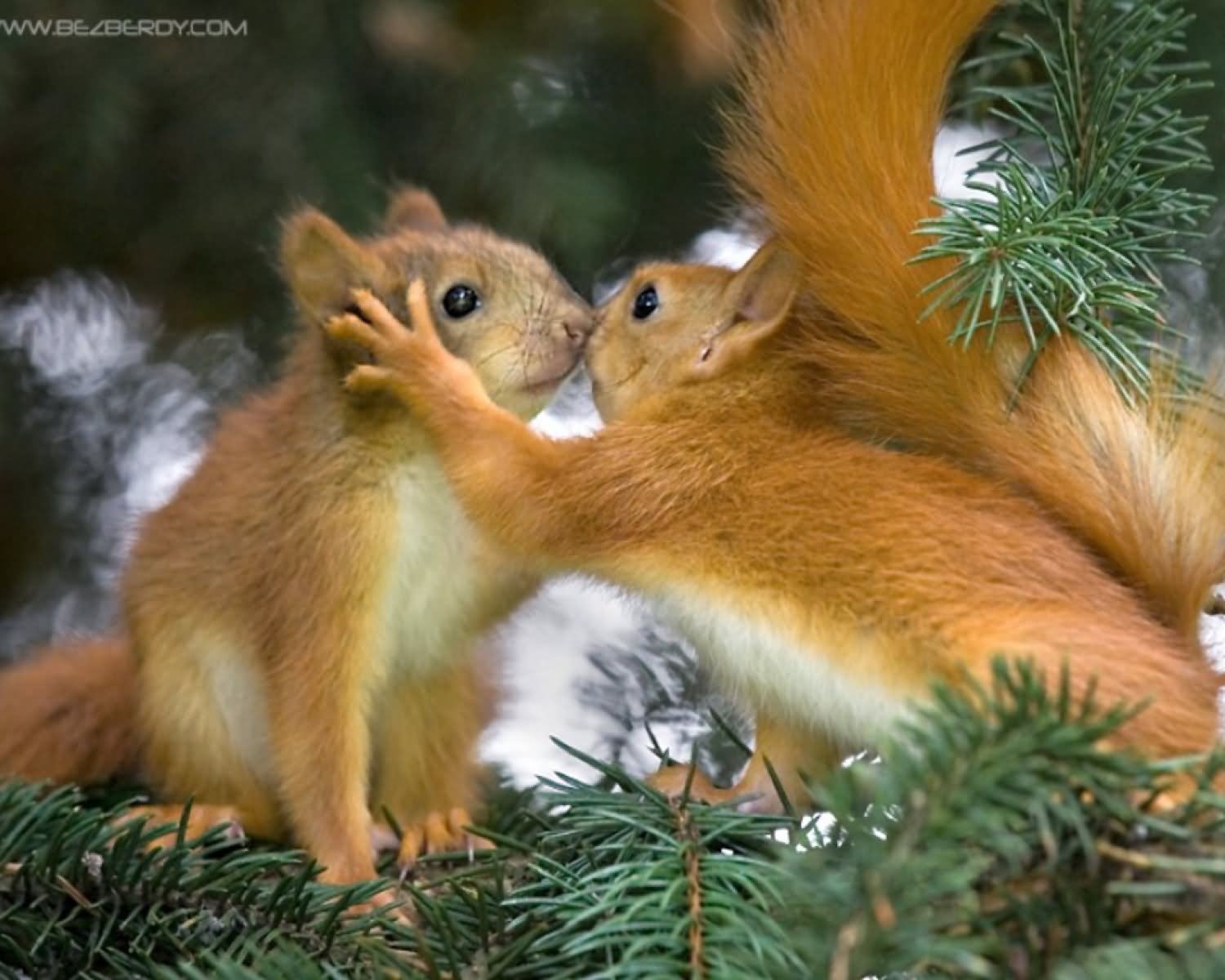 Funny Couple Chipmunk Kissing Image