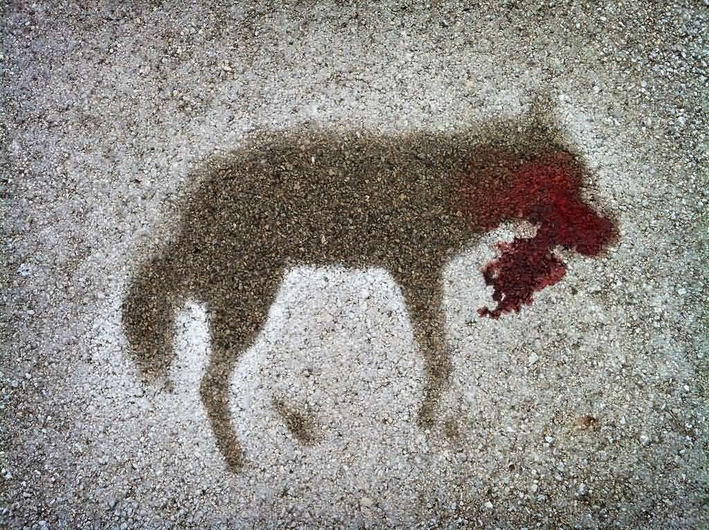 Funny Coyote Road Kill Picture
