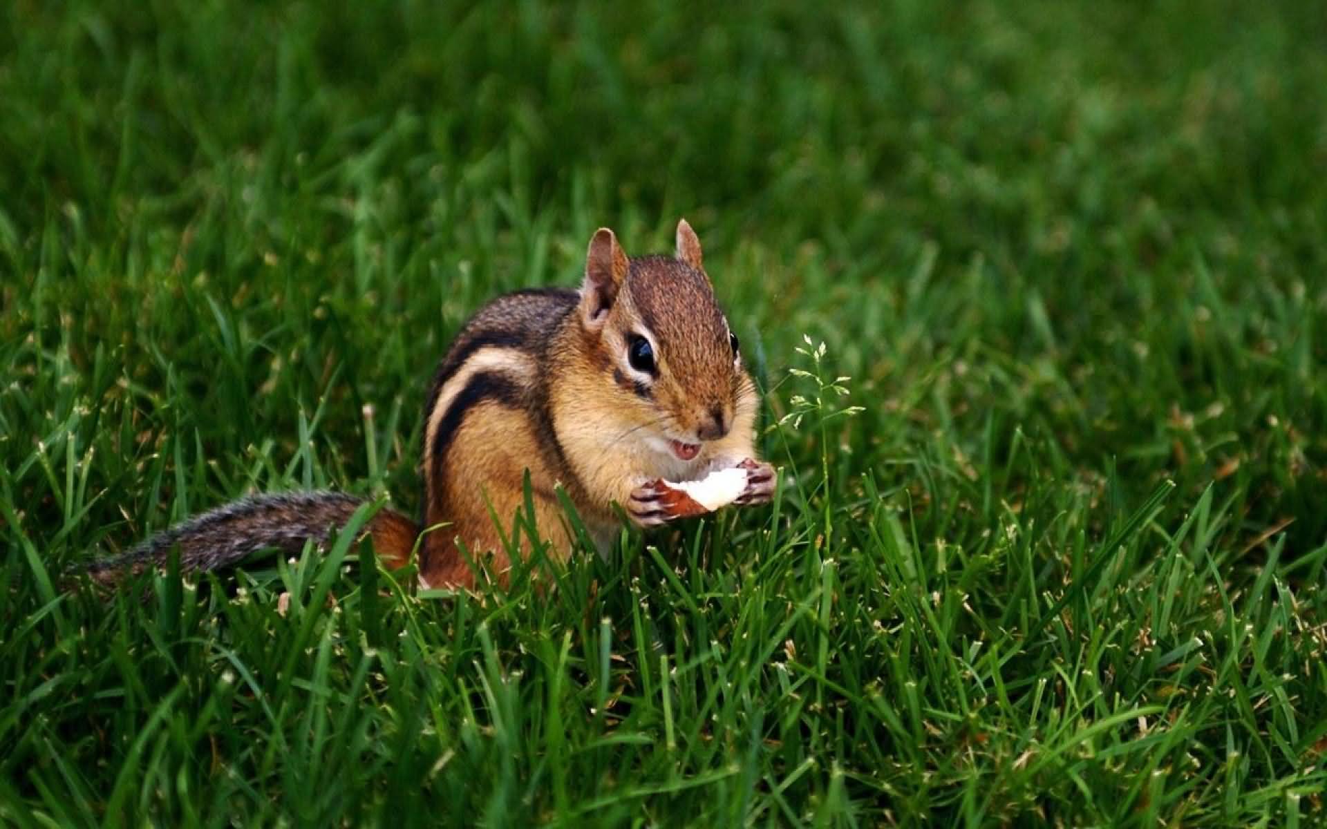 Funny Cute Chipmunk Eating Nuts Image