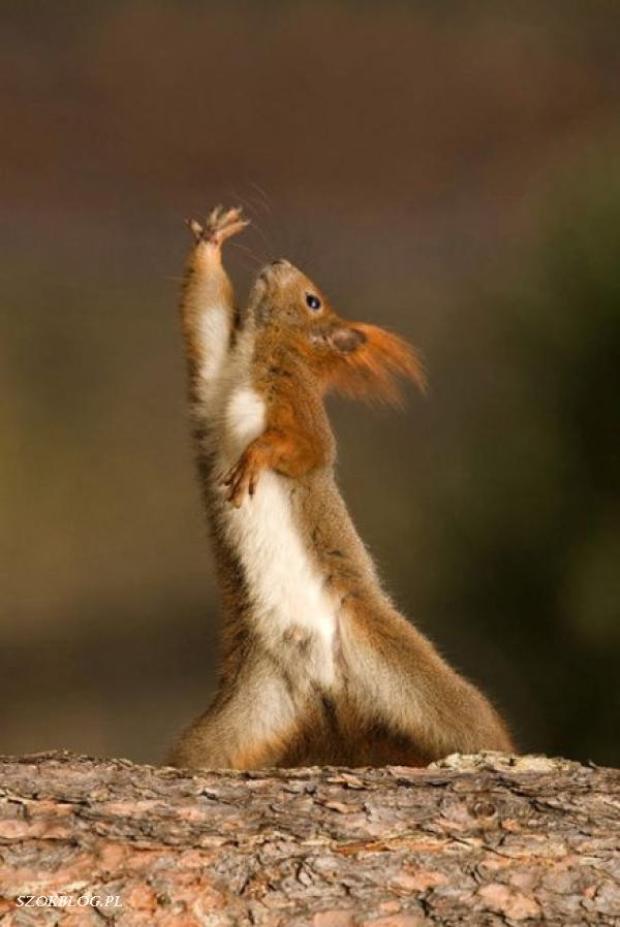 Funny Dancing Chipmunk Picture