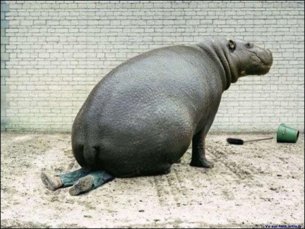 Funny Dangerous Hippopotamus Picture