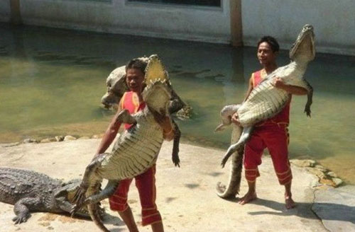 Funny Dangerous Carrying Crocodiles Image