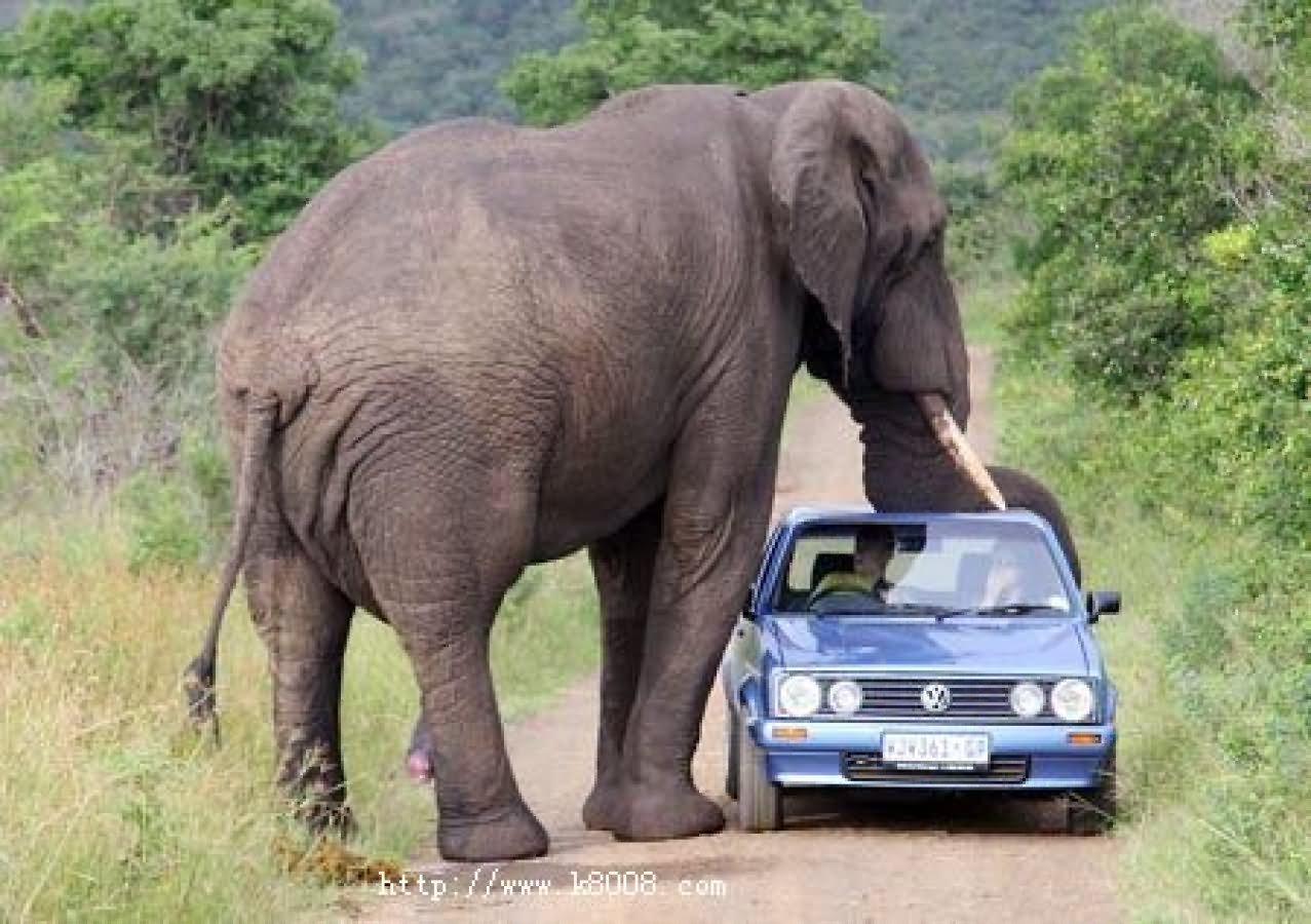 Funny Dangerous Elephant Picture