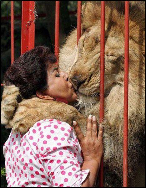 Funny Dangerous Lion Kissing Woman Picture For Facebook