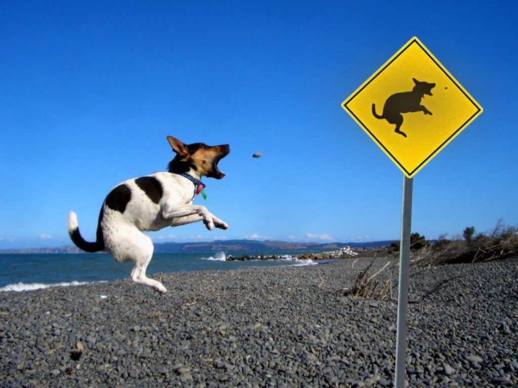 Funny Dog Acting Sign Board Situations Image
