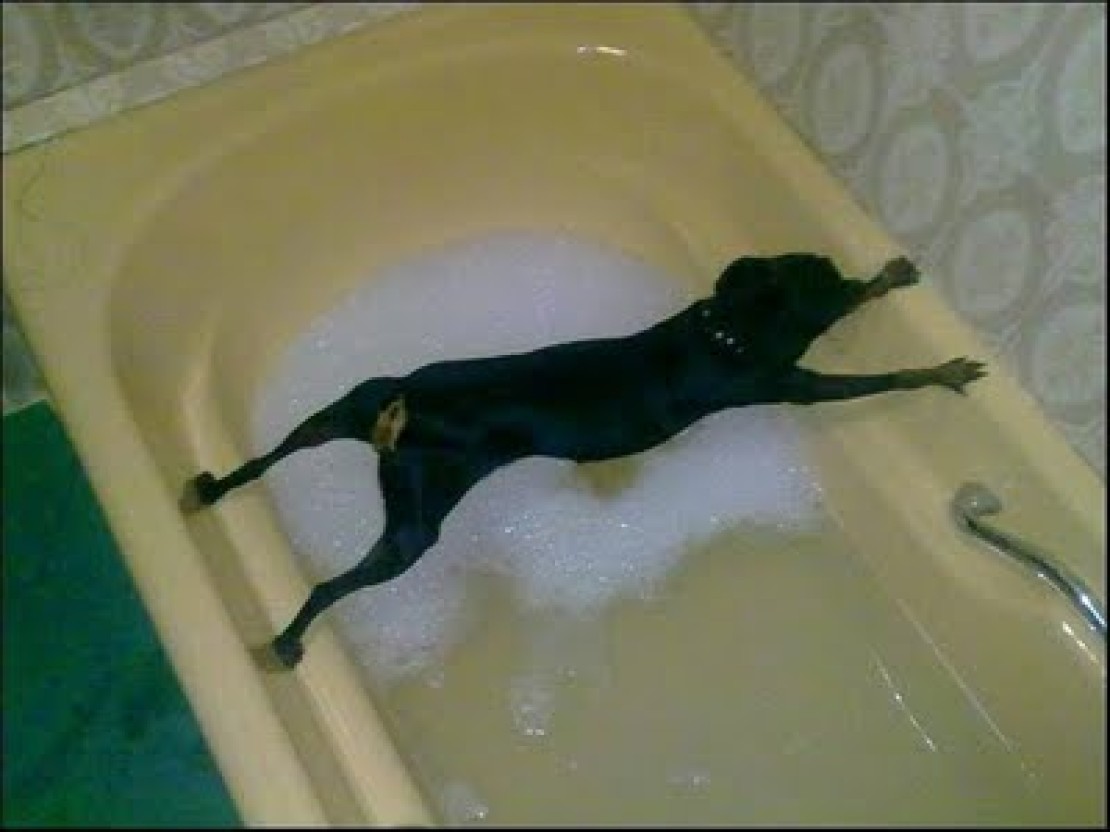 Funny Dog Doing Gymnastic On Bath Tub