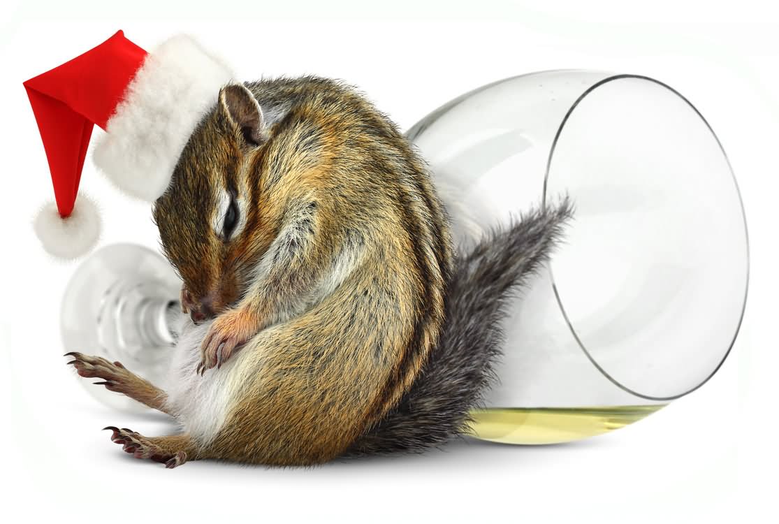 Funny Drunk Chipmunk Picture